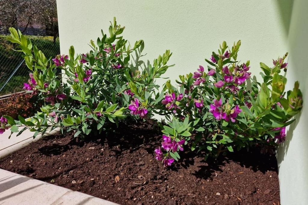 Casa Myrtifolia Διαμέρισμα Τόντι Εξωτερικό φωτογραφία